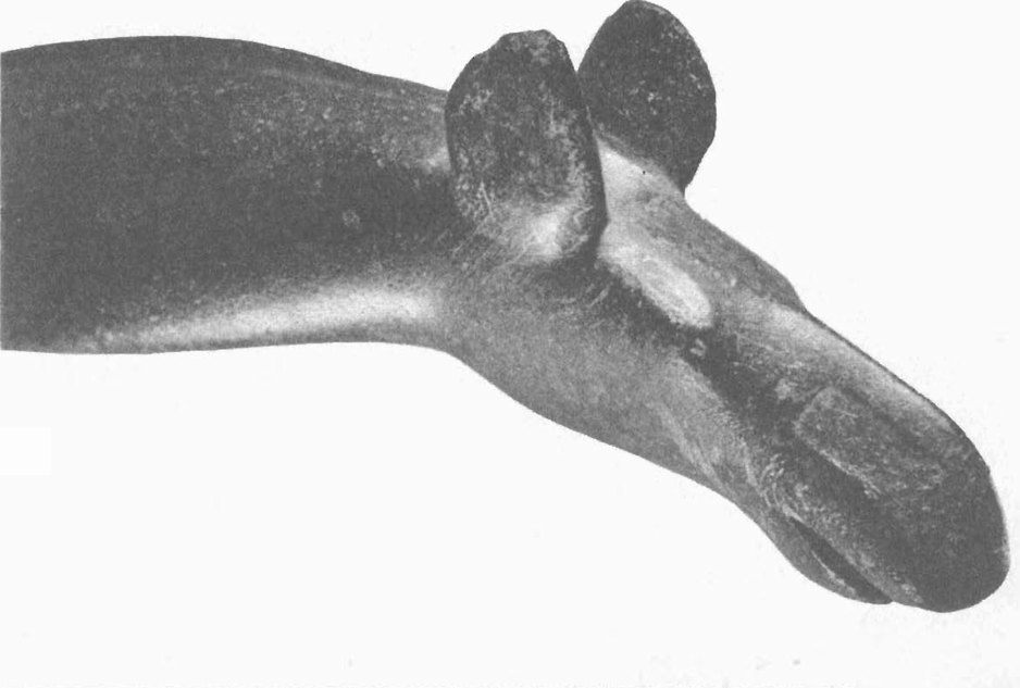 1. Резная голова оленя, которая была частью ручки топора из диорита. Найдена в Алунде, Уппланд, Швеция. Возможно, была привезена из Карелии. Длина — 21 см. Фотография была любезно предоставлена Государственным историческим музеем Стокгольма