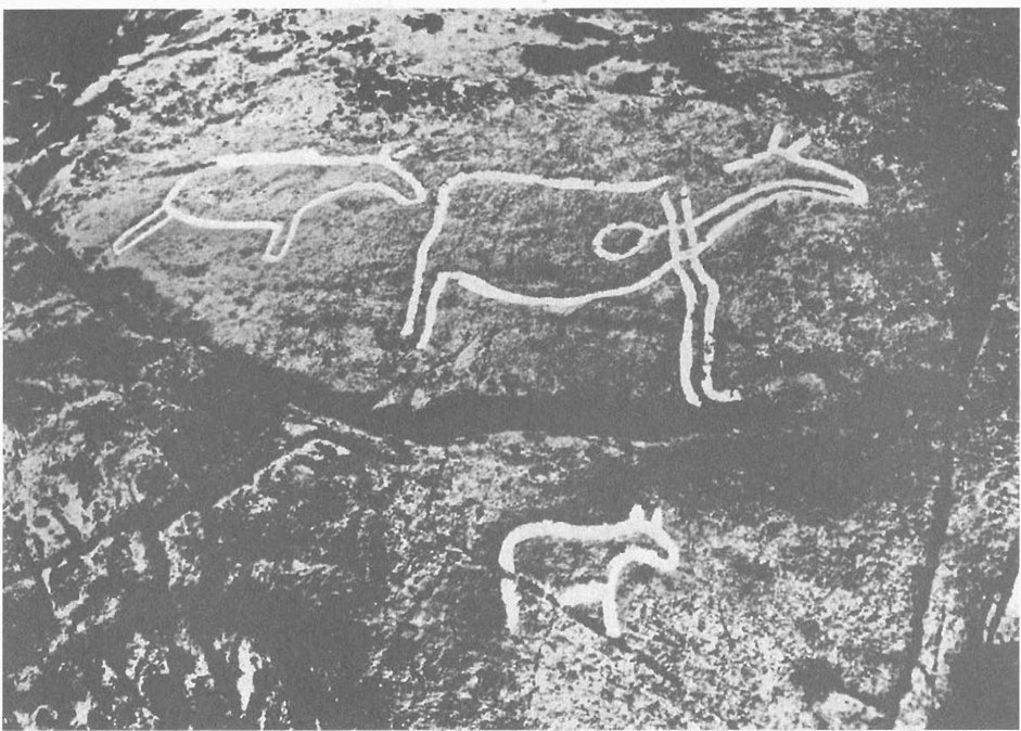3. Наскальный рисунок из Эвенхуса, Северный Трёнделаг, Норвегия, на котором изображен олень с «линией жизни»